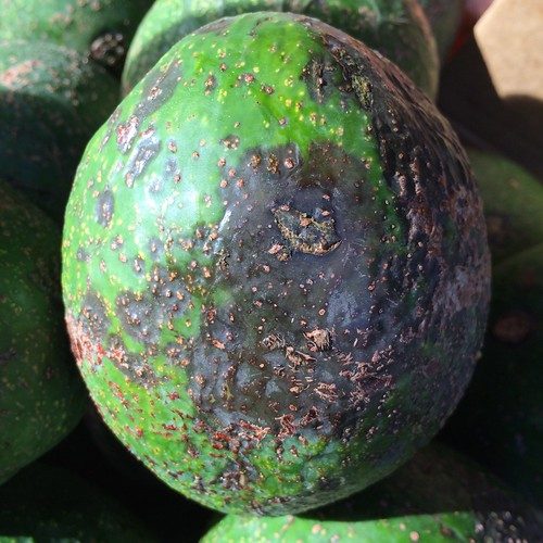 El daño — aguacate Hass