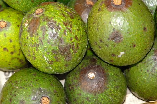 El daño — aguacate Hass