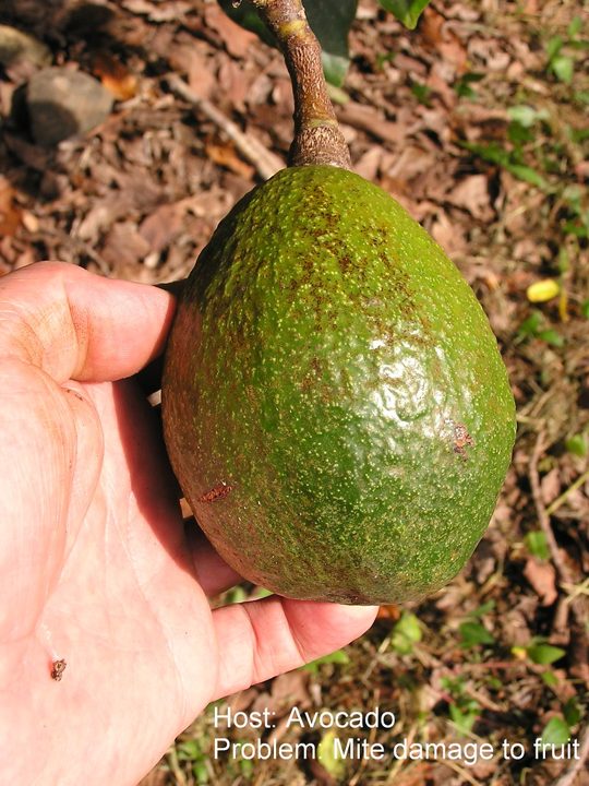 El daño — aguacate Hass