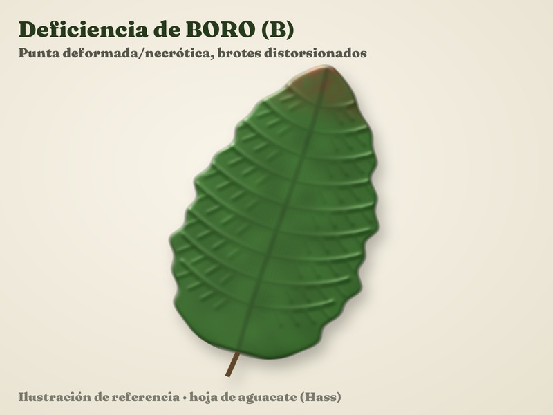 Síntoma — aguacate Hass