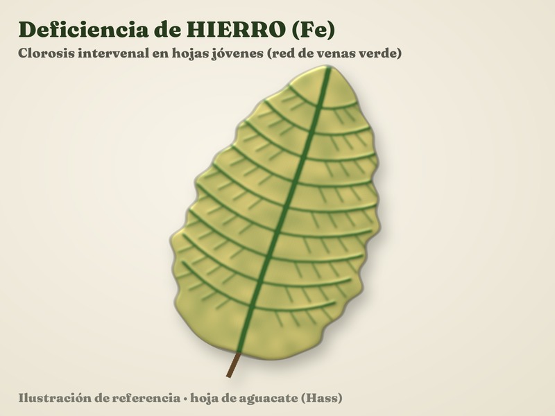 Deficiencia de Hierro (Fe)
