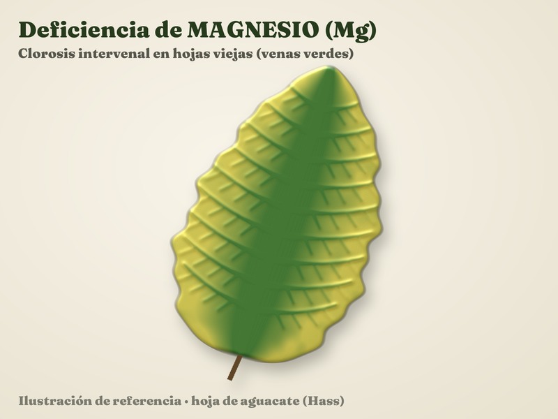 Deficiencia de Magnesio (Mg)