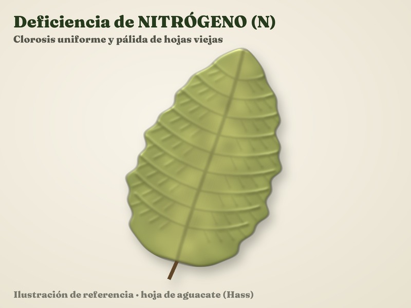 Deficiencia de Nitrógeno (N)