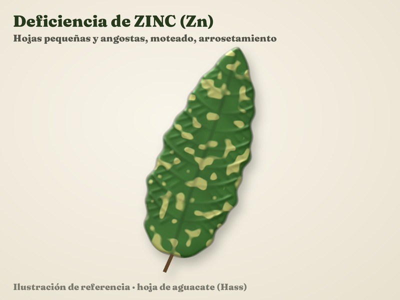 Deficiencia de Zinc (Zn)