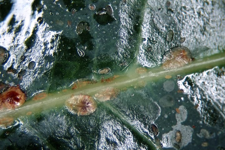Fumagina o negrilla (cenicilla negra / moho negro)