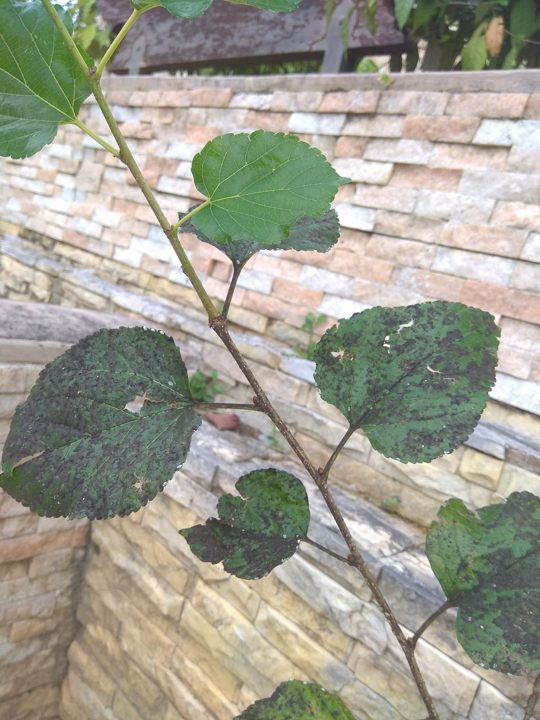 El daño — aguacate Hass