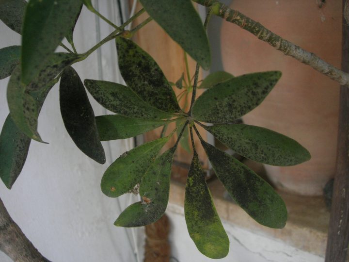 El daño — aguacate Hass