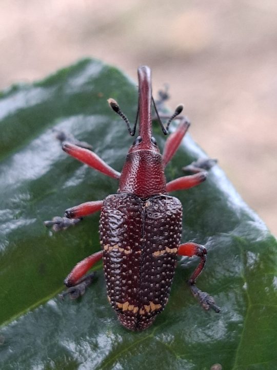 Barrenador/picudo grande de la semilla del aguacat