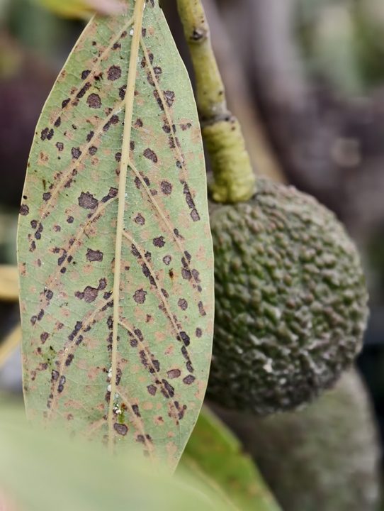 Lenticelosis del fruto (manchado/oscurecimiento de