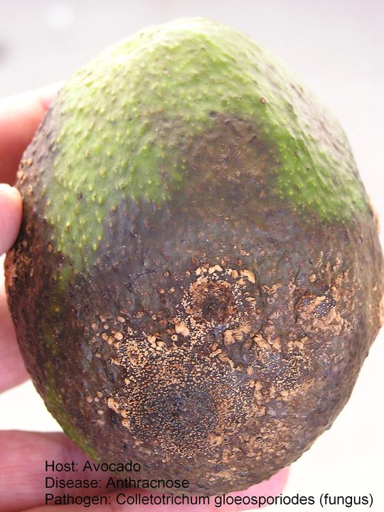 El daño — aguacate Hass