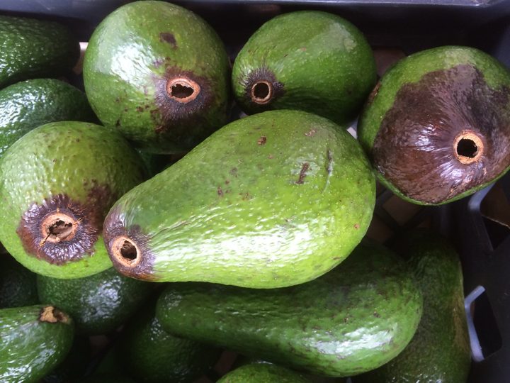 El daño — aguacate Hass