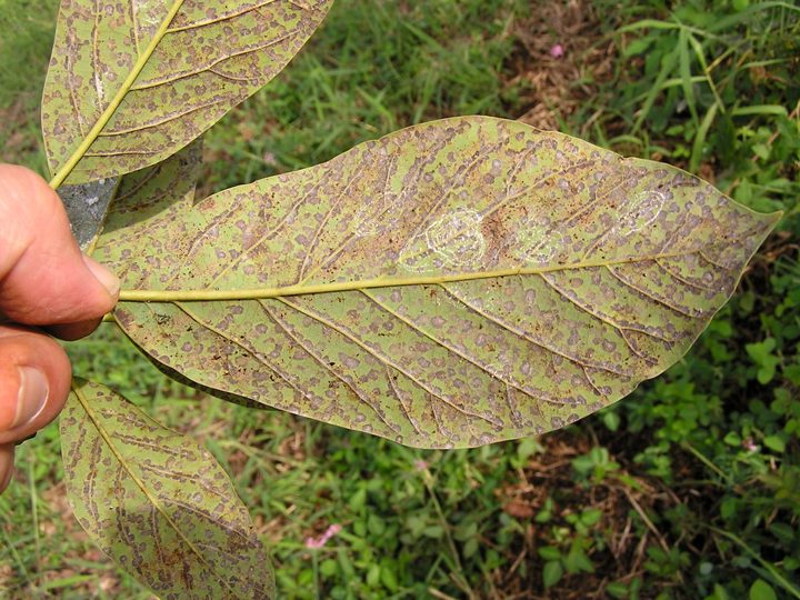 El daño — aguacate Hass