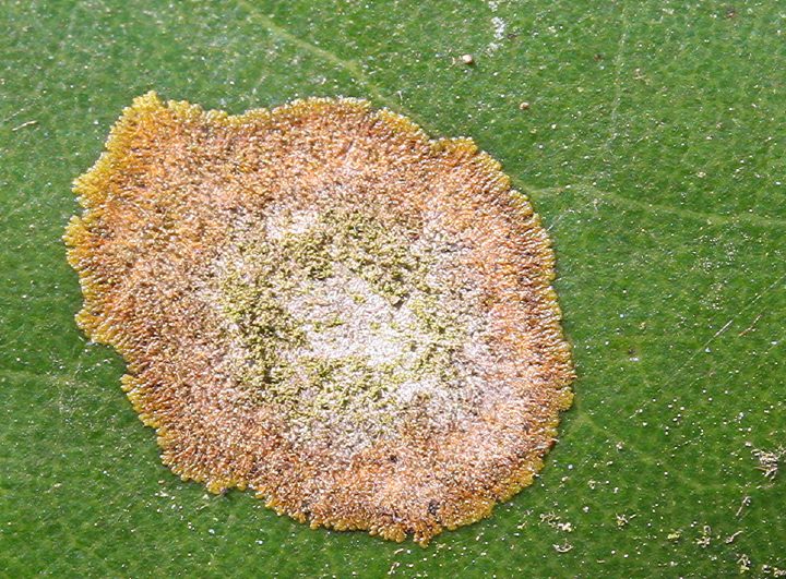 El daño — aguacate Hass