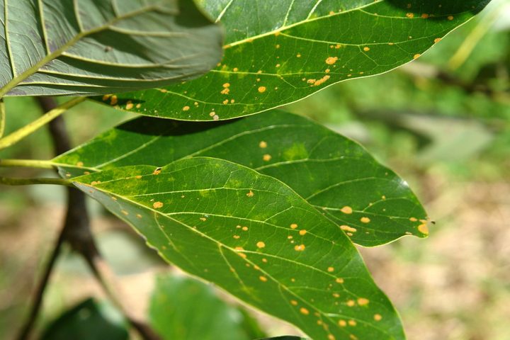 Síntoma — aguacate Hass