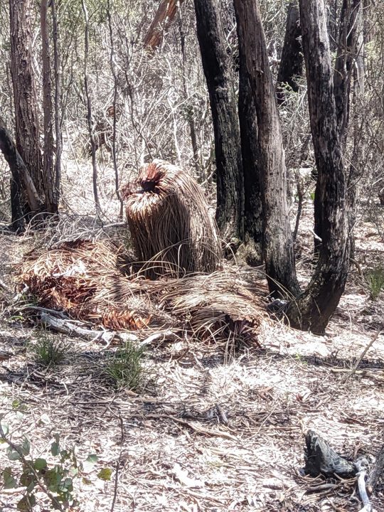 Tristeza o pudrición de raíz del aguacate (marchit
