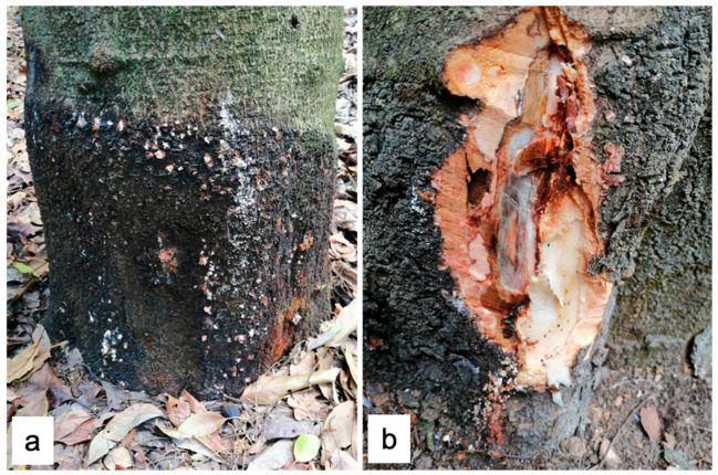 Síntoma — aguacate Hass