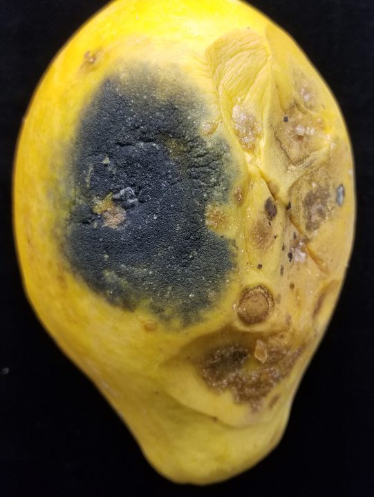 El daño — aguacate Hass