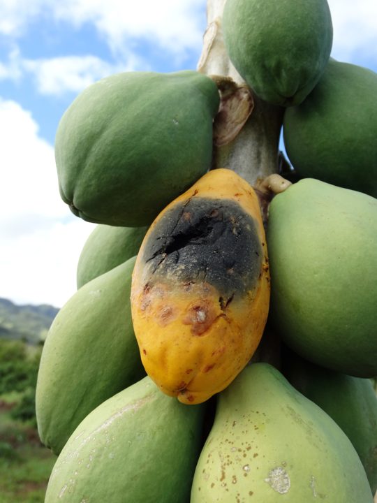 El daño — aguacate Hass