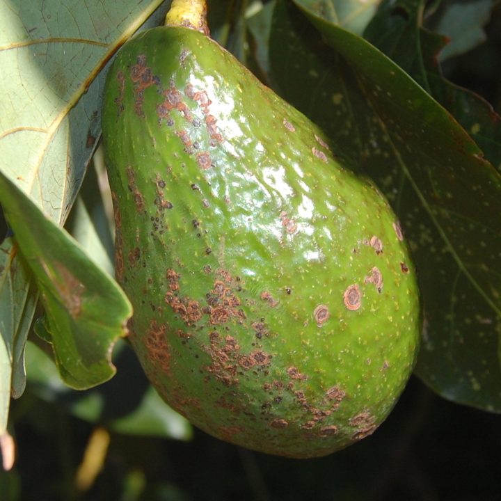 Síntoma — aguacate Hass