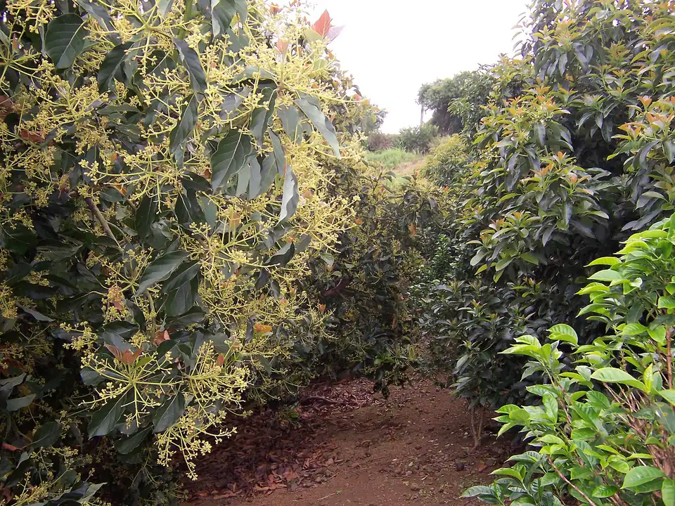 Calle de un huerto de aguacate en plena floración, con café sembrado entre las hileras