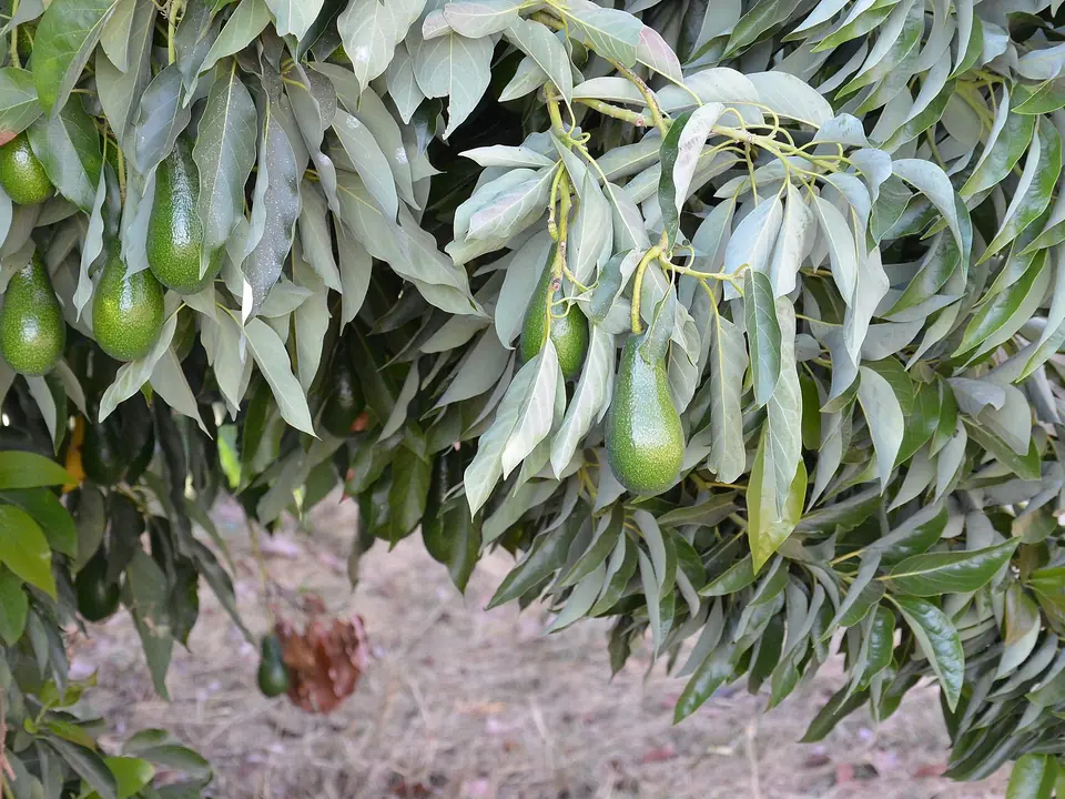 Frutos Hass entre hojas de envés plateado en un árbol adulto