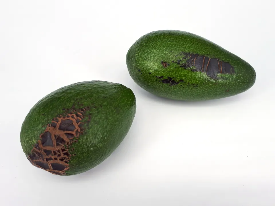 Dos aguacates Hass con costras de roña (Sphaceloma perseae) sobre fondo blanco