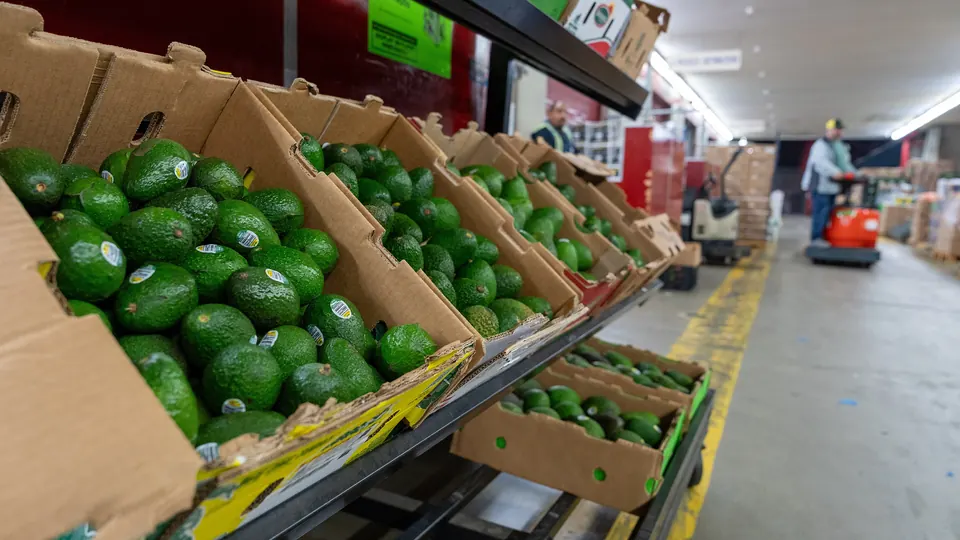 Cajas de cartón con aguacates Hass etiquetados en la estantería de un mercado mayorista
