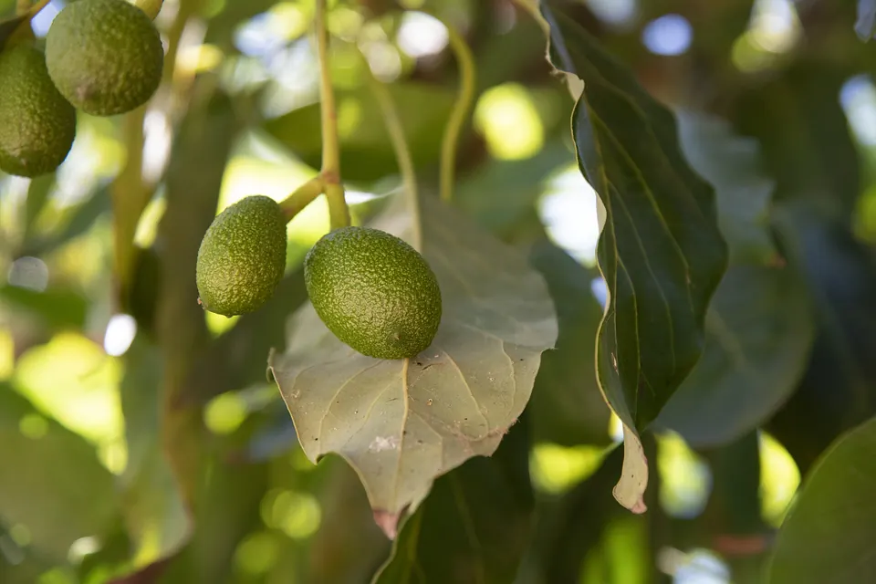 Dos frutos Hass jóvenes sobre una hoja, con luz filtrada entre el follaje