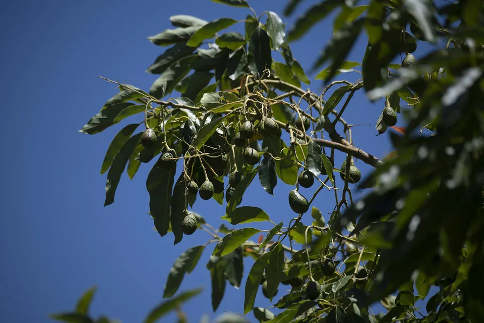 Rama de aguacate Hass cargada de frutos contra un cielo azul