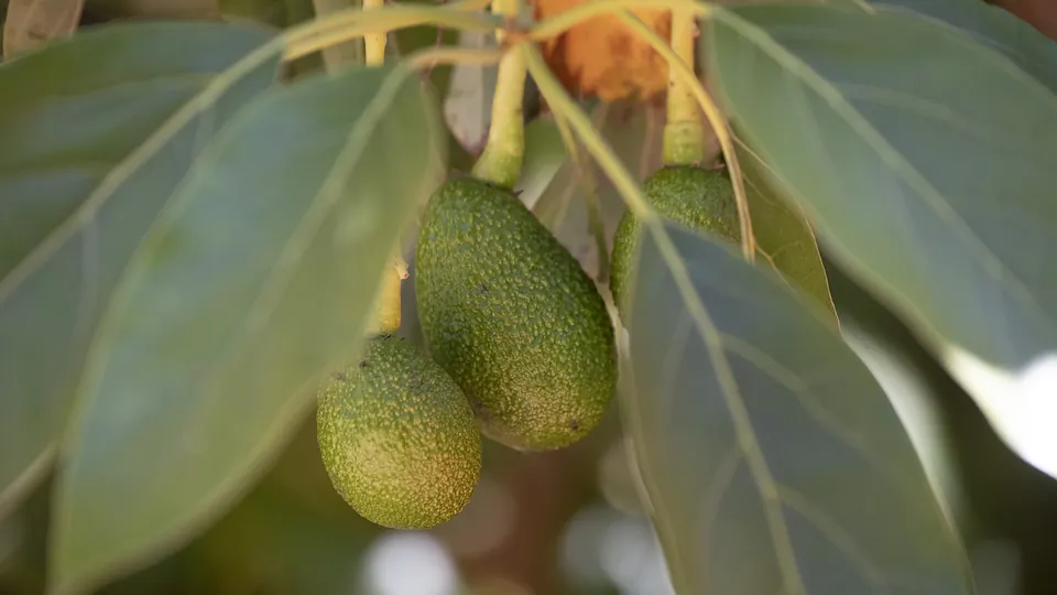 Tres frutos de aguacate Hass colgando de la rama con luz de tarde