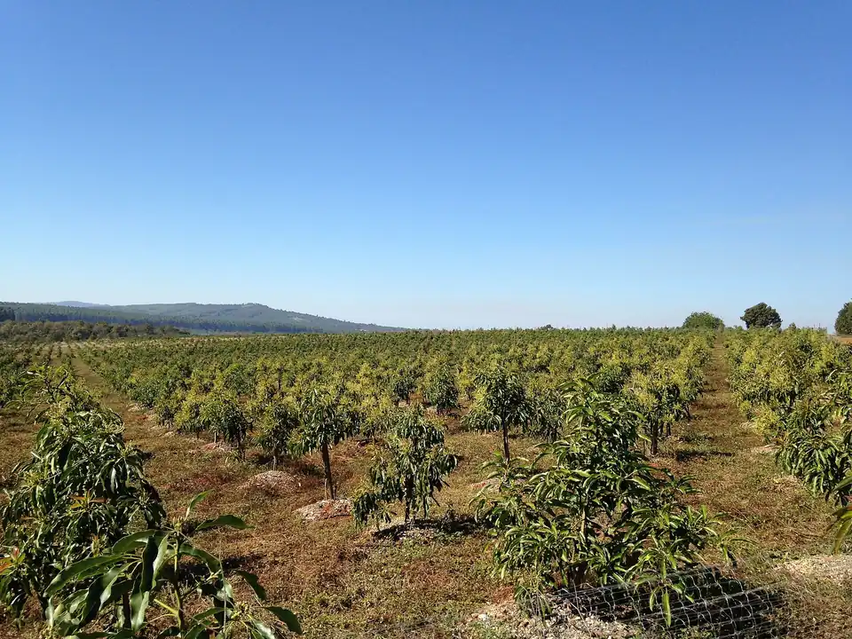 Hileras de árboles jóvenes de aguacate bajo un cielo despejado