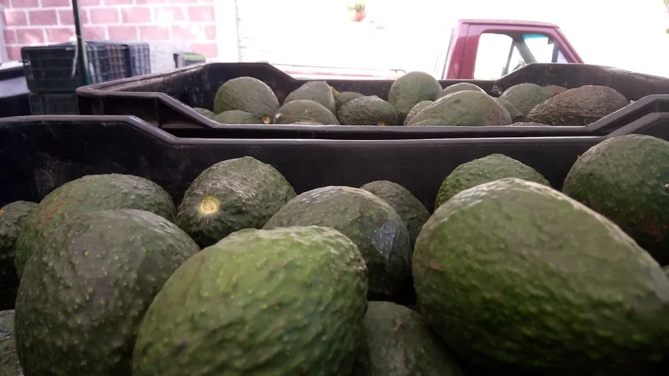Canastillas negras llenas de aguacates Hass en un mercado, con una camioneta roja detrás